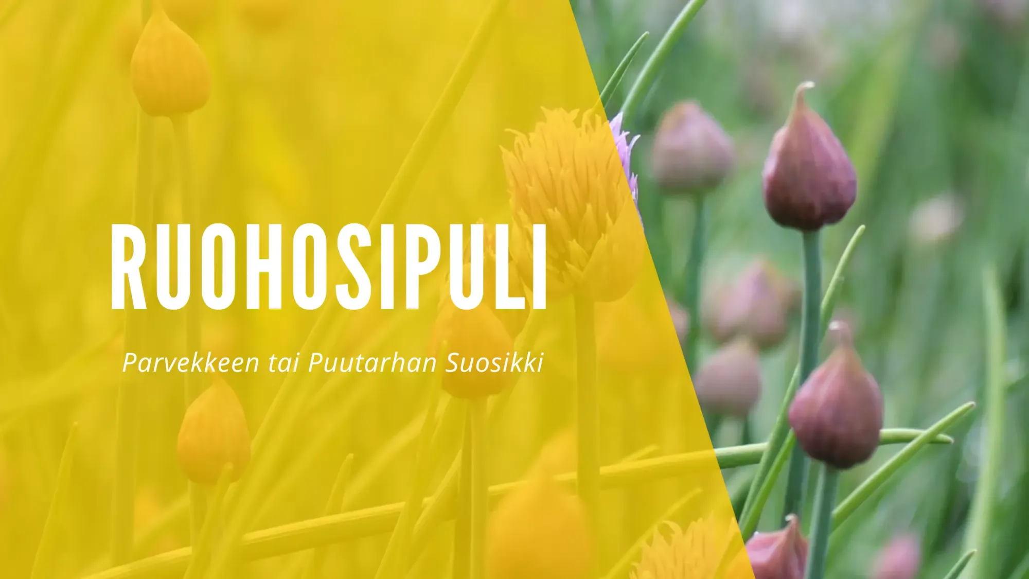 Ruohosipuli - Parvekkeen tai Puutarhan Suosikki