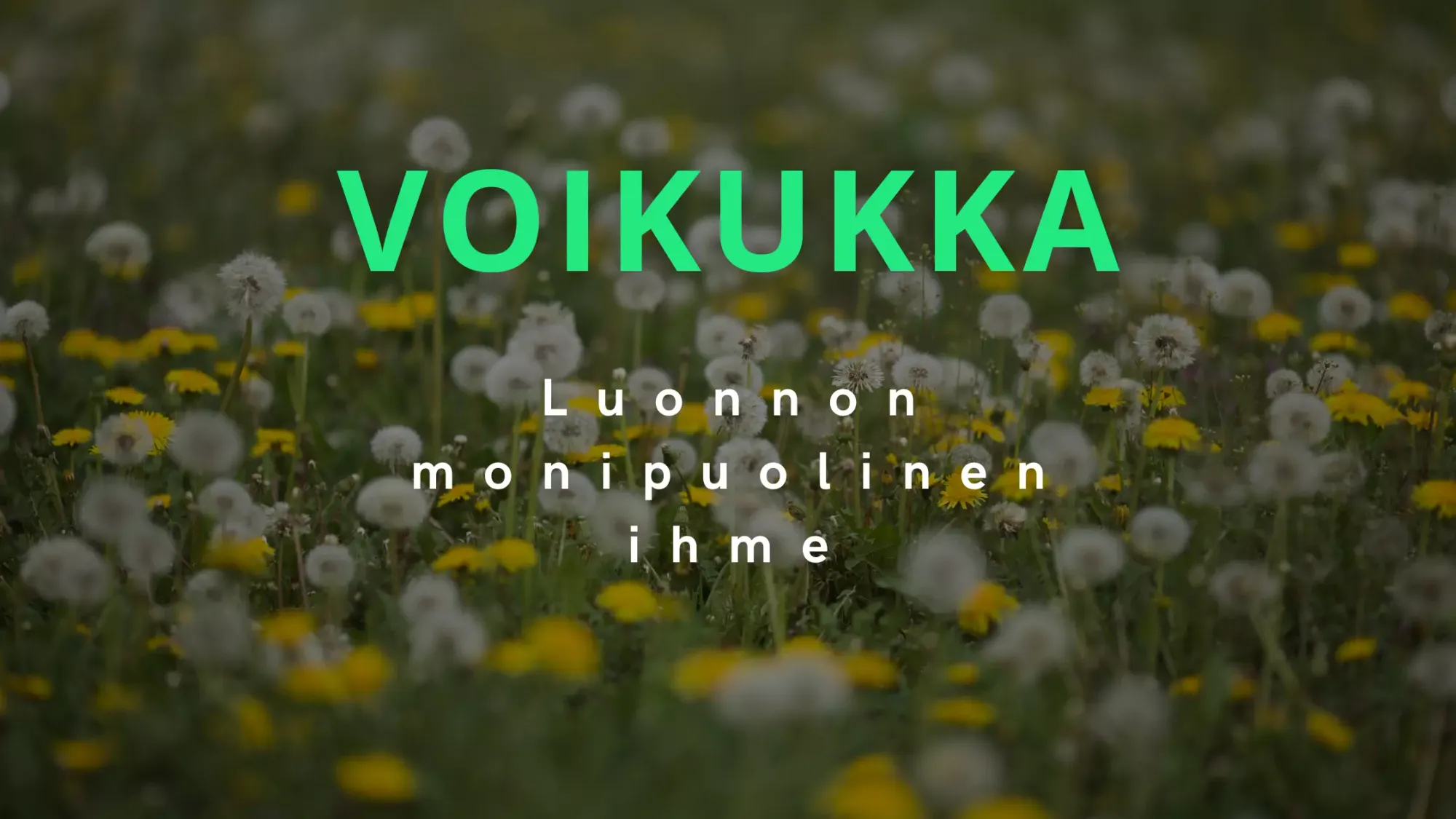 Voikukka - Luonnon monikäyttöinen ihme