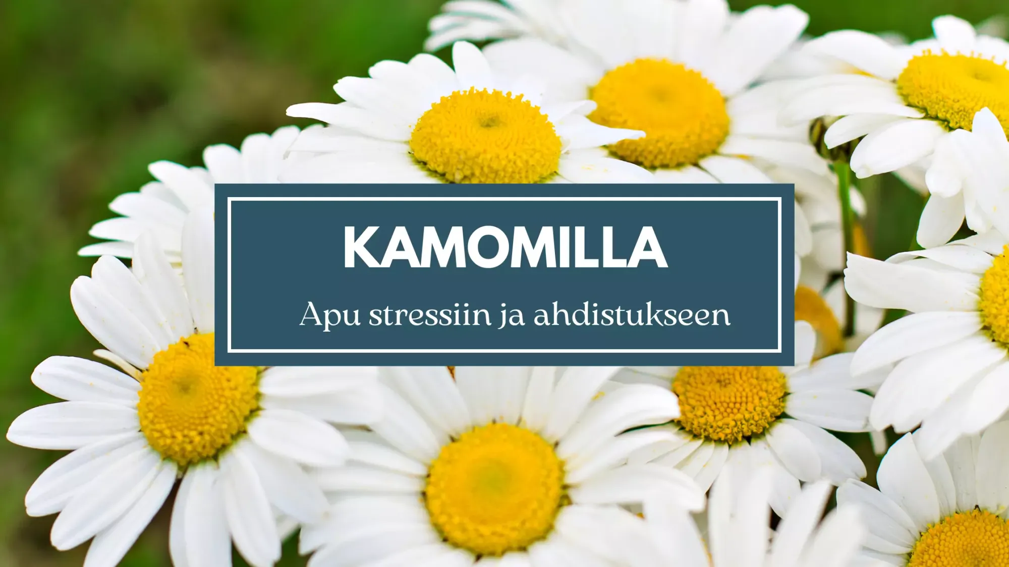 Kamomilla - Apu stressiin ja ahdistukseen