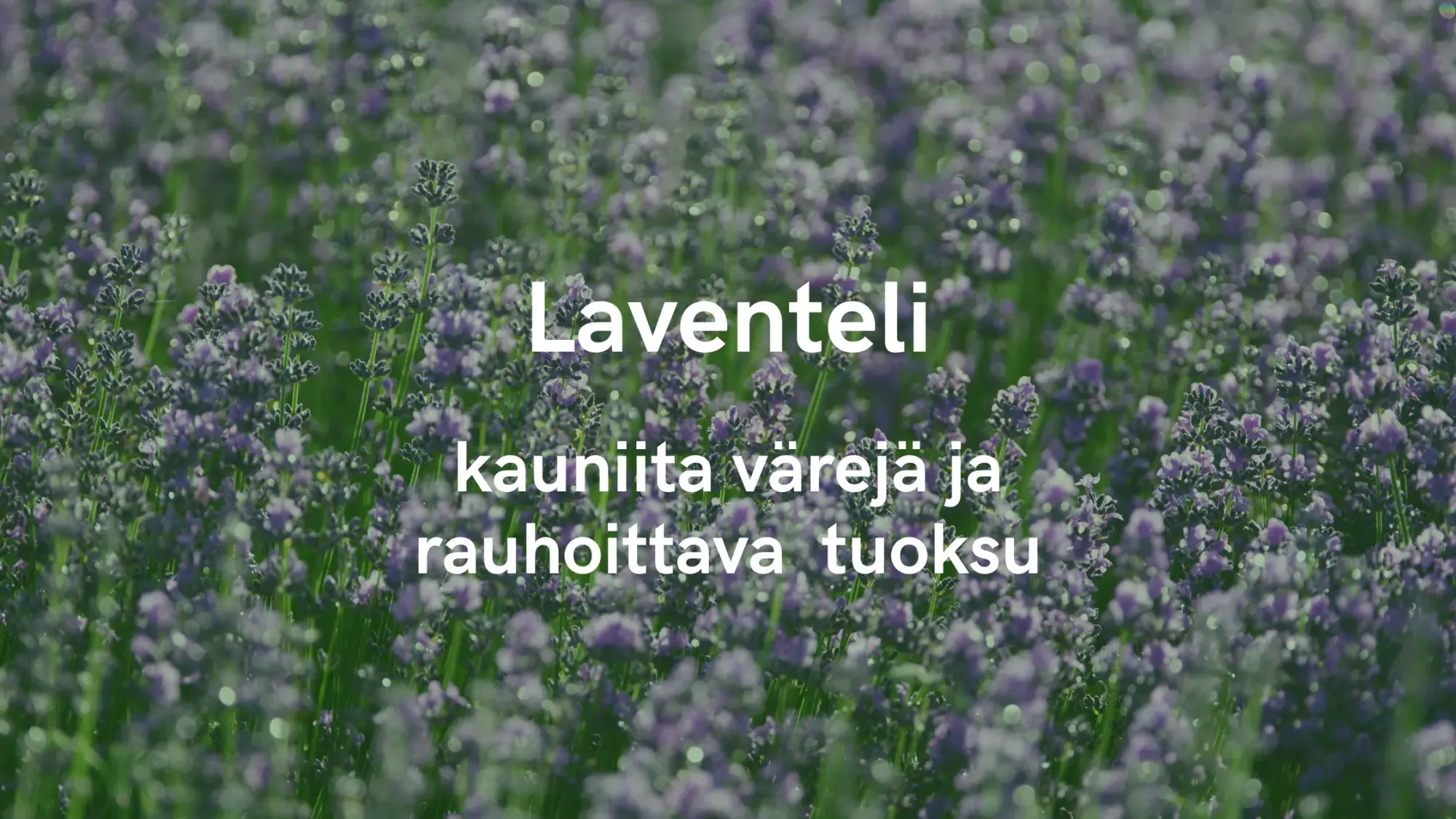 Laventeli - kauniita värejä ja rauhoittava tuoksu