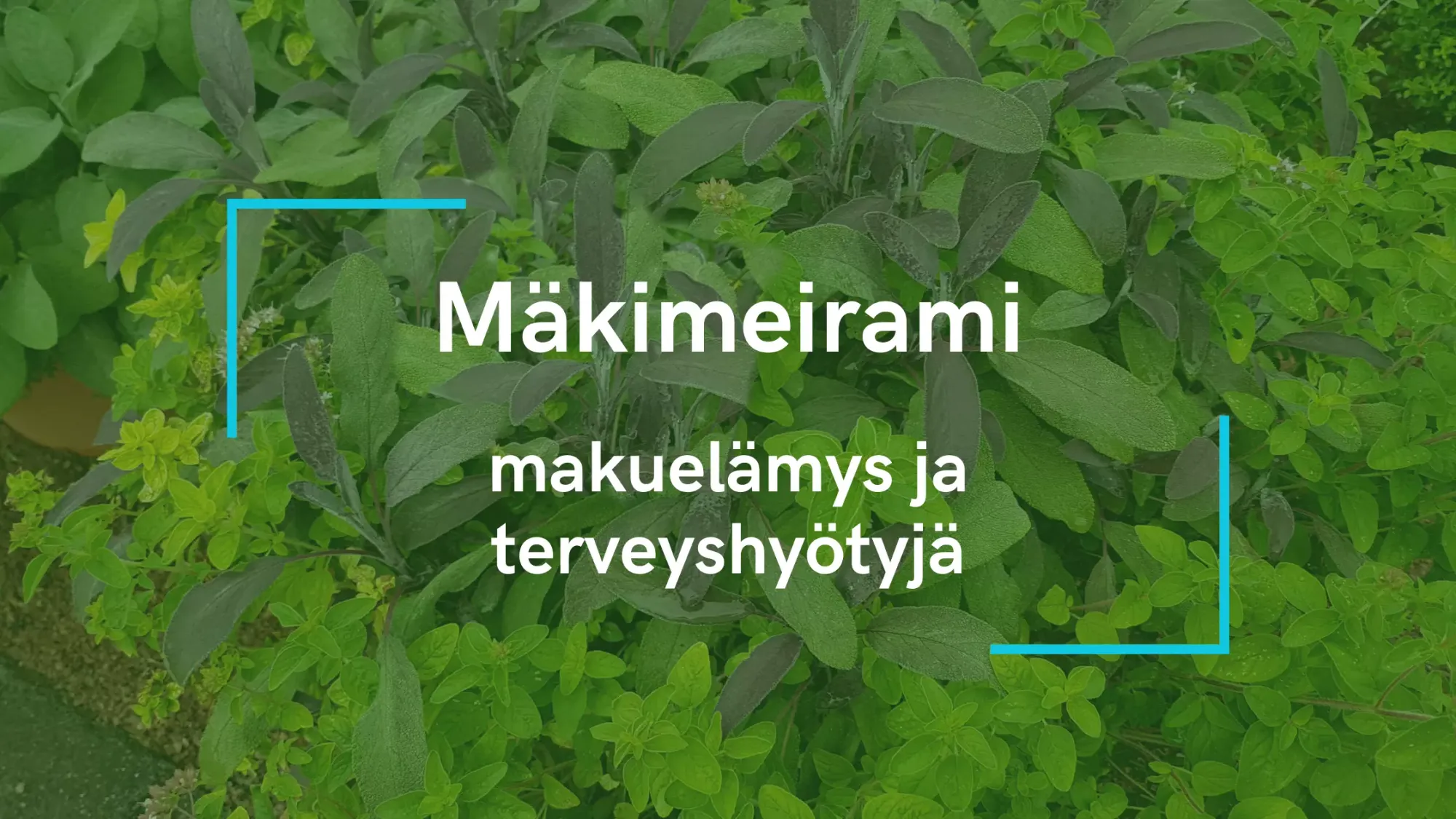 Mäkimeirami - makuelämys ja terveyshyötyjä