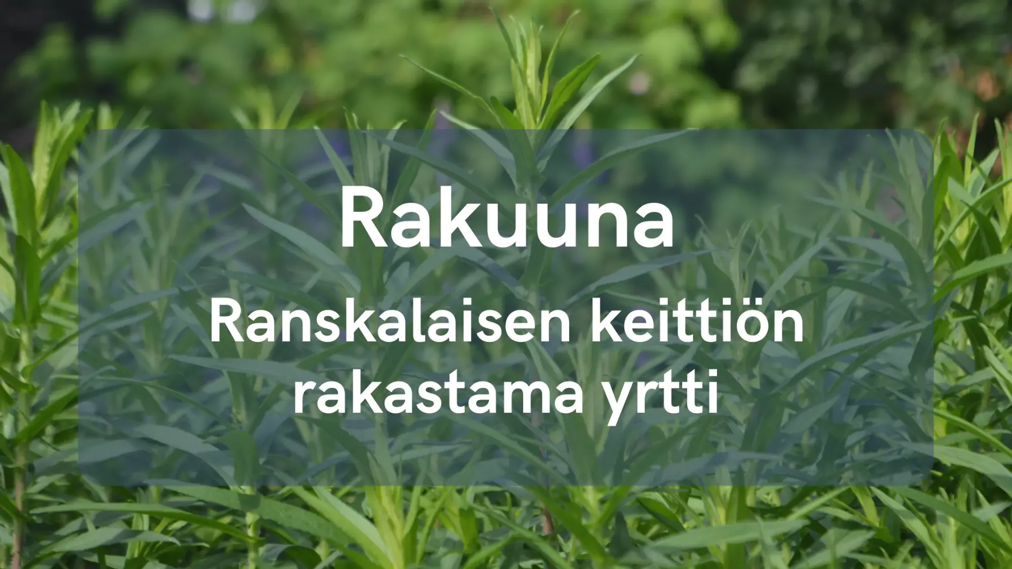 Rakuuna - Ranskalaisen keittiön rakastama yrtti