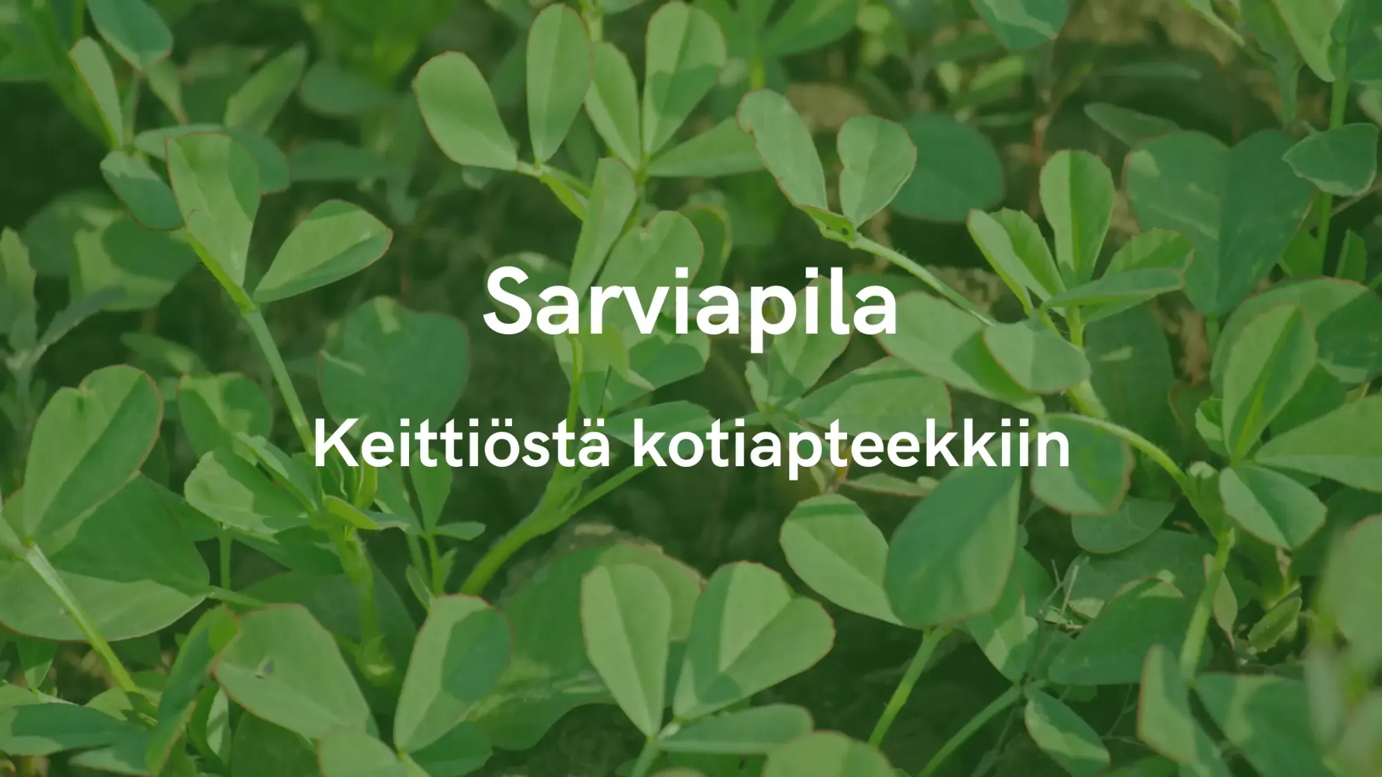 Sarviapila - Keittiöstä kotiapteekkiin