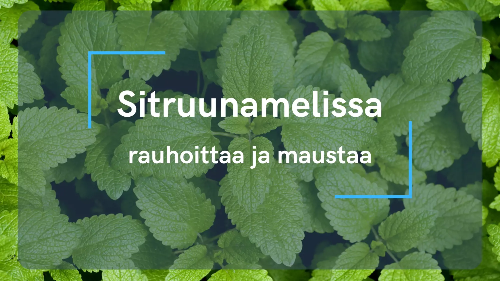 Sitruunamelissa - rauhoittaa ja maustaa