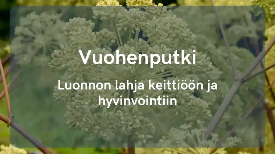 Vuohenputki - Luonnon lahja keittiöön ja hyvinvointiin