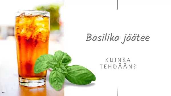Kuinka tehdään basilika jäätee