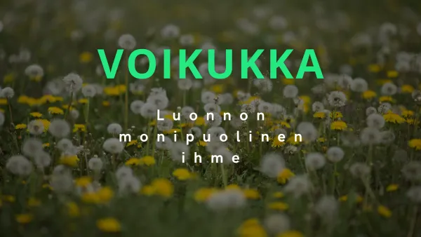 Voikukka - Luonnon monikäyttöinen ihme