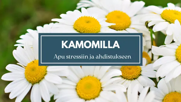 Kamomilla - Apu stressiin ja ahdistukseen