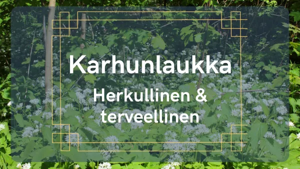 Karhunlaukka - Herkullinen ja terveellinen