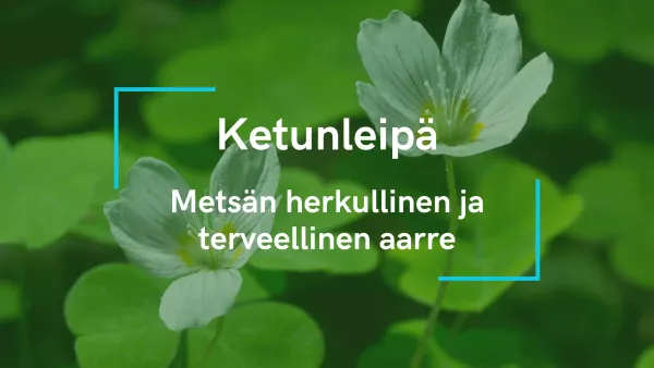 Ketunleipä - Metsän herkullinen ja terveellinen aarre