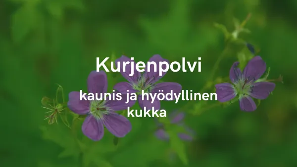 Kurjenpolvi - Kaunis ja hyödyllinen kukka