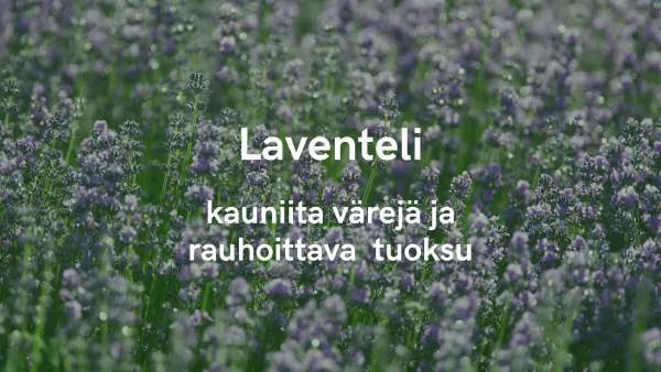 Laventeli - kauniita värejä ja rauhoittava tuoksu