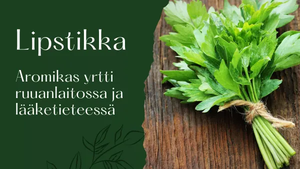 Lipstikka - Aromikas yrtti ruuanlaitossa ja lääketieteessä
