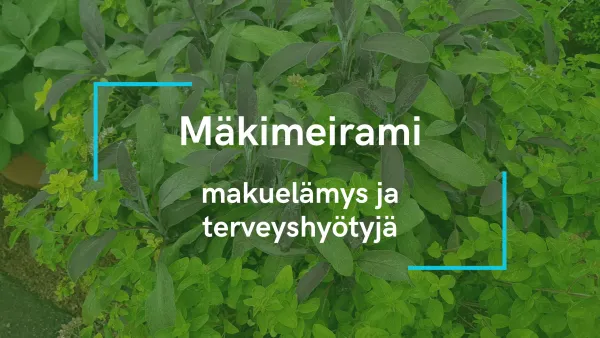 Mäkimeirami - makuelämys ja terveyshyötyjä
