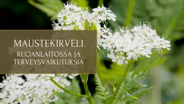 Maustekirveli - Ruoanlaitossa ja terveysvaikutuksia