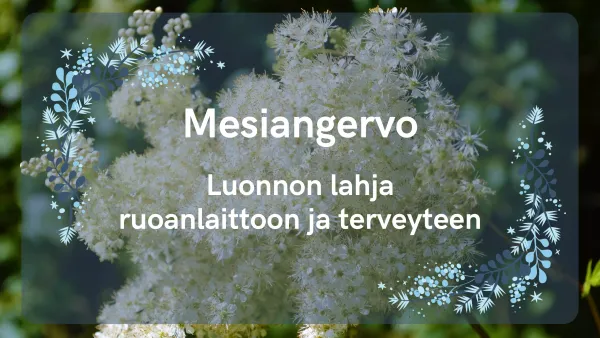 Mesiangervo - Luonnon lahja ruoanlaittoon ja terveyteen