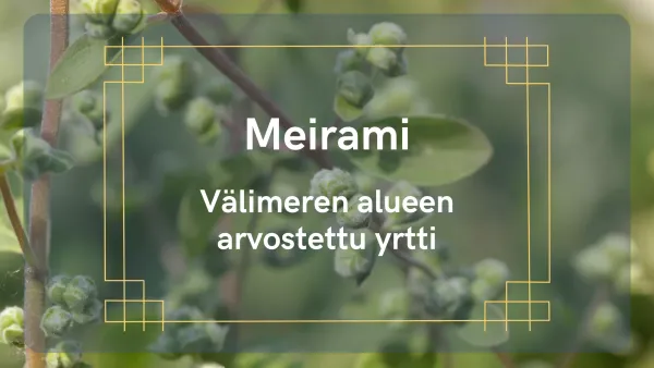 Meirami – Välimeren alueen arvostettu yrtti