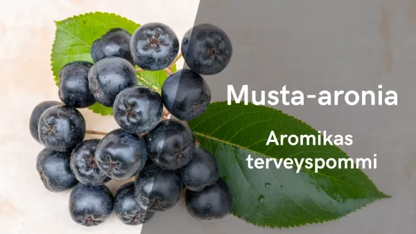 Musta-aronia - Aromikas terveyspommi
