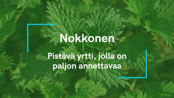 Nokkonen - Pistävä yrtti, jolla on paljon annettavaa