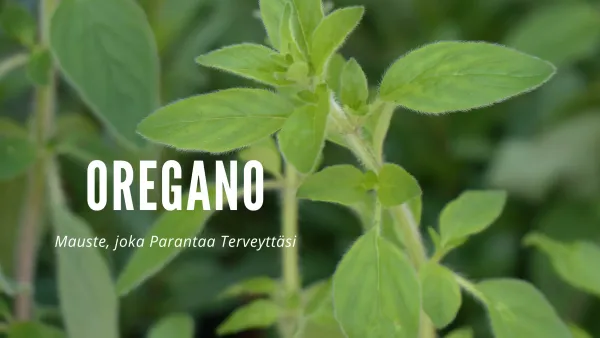 Oregano - Mauste, joka Parantaa Terveyttäsi