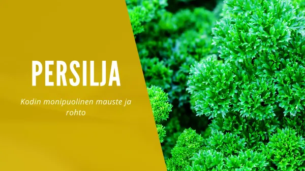 Persilja - Ruoasta rohdoksiin ja kauneudenhoitoon