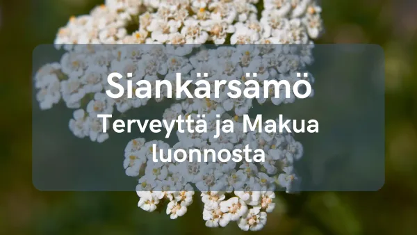 Siankärsämö - terveyttä ja makua luonnosta