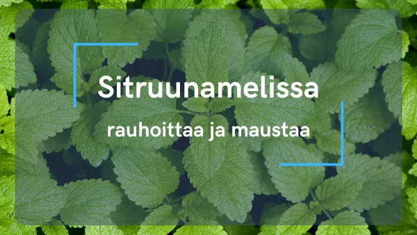 Sitruunamelissa - rauhoittaa ja maustaa