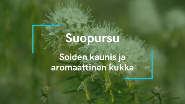 Suopursu - Soiden kaunis ja aromaattinen kukka