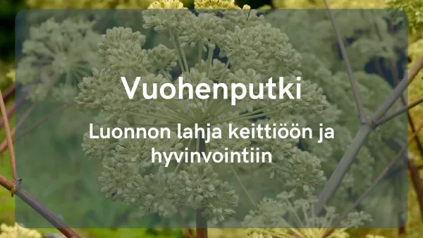 Vuohenputki - Luonnon lahja keittiöön ja hyvinvointiin