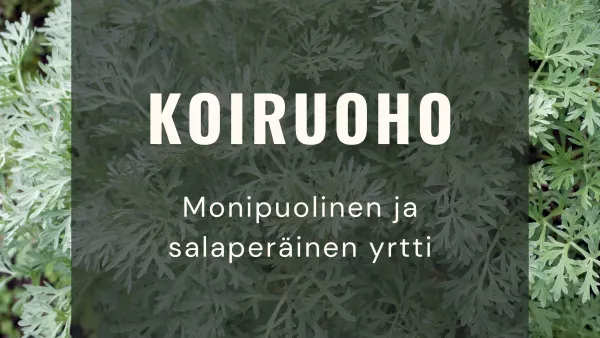 Koiruoho - Monipuolinen ja salaperäinen yrtti