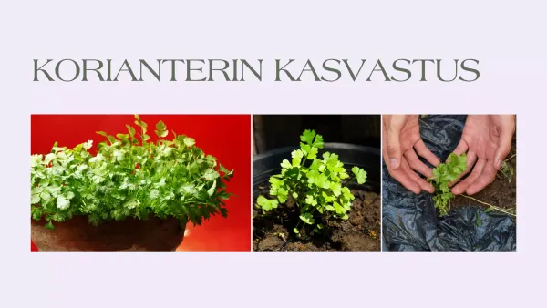 Viherpeukalon Opas Korianterin Kasvatukseen